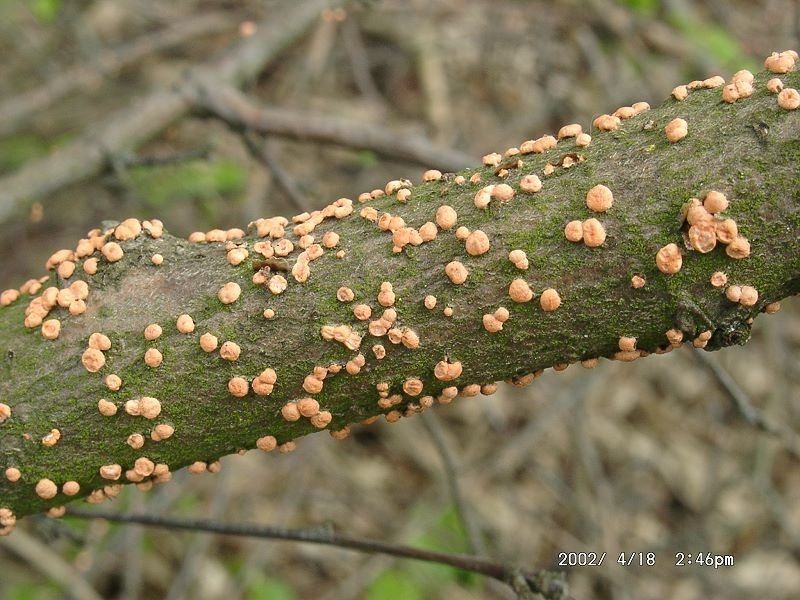 Nectria_cinnabarina Nectria cinnabarina - Rotpustelpilz ( Konidienstadium ) ( Fr. : Fr. ) Fr. 1849 Key Words: Accomycetes - Sphaeriales - Netriaceae - Nectria = Rotpustelpilz Saprobiont - Vorkommen: vorwiegend an toten Laubholzästchen, selten parsitisch an verschiedenen Gartensträuchern. Vorkommen: überall sehr häufig und nicht gefährdet Bemerkungen: Die Abbildung zeigt das Konidienstadium des Rotpustelpilzes. Es ist das ganze Jahr hindurch zu finden. Die vorwiegend im Frühjahr erscheinende Hauptfruchtform wird Nectria cinnabarina genannt. Sie fruktifiziert oft zusammen mit der Nebenfruchtform - ihre winzigen, an Himbeeren erinnernde Stromata wird aber gerne übersehen. Fundort: Bexbach - Saarland