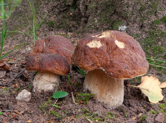 Boletus edulis003 Boletus edulis - Fichtensteinpilz Bulliard 1781 : Fr.1821 Fundort: Bexbach/Frankenholz