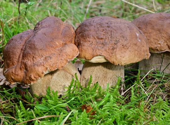 Boletus_edulis004 Boletus edulis - Fichtensteinpilz Bulliard 1781 : Fr.1821 Fundort: Bexbach/Oberbexbach ( Saarland )