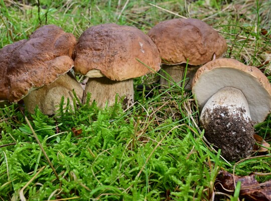 Boletus_edulis005 Boletus edulis - Fichtensteinpilz Bulliard 1781 : Fr.1821 Fundort: Bexbach/Oberbexbach ( Saarland )