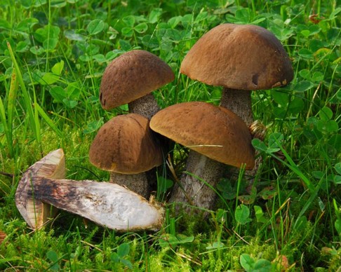 Leccinum_carpini002