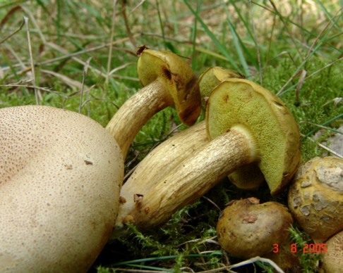 Pseudoboletus_parasiticus002 Pseudoboletus parasiticus - Parasitischer Röhrling (Bulliard) Šutara