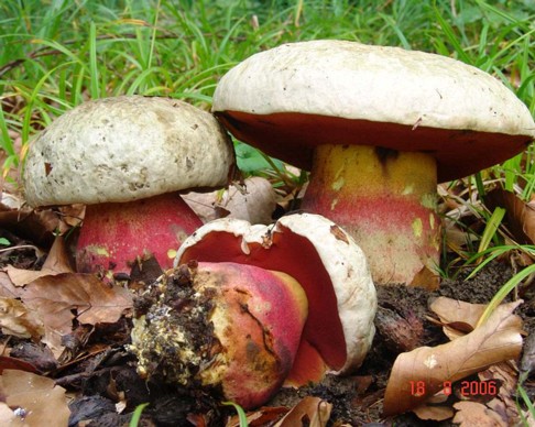 Rubroboletus_satanas001