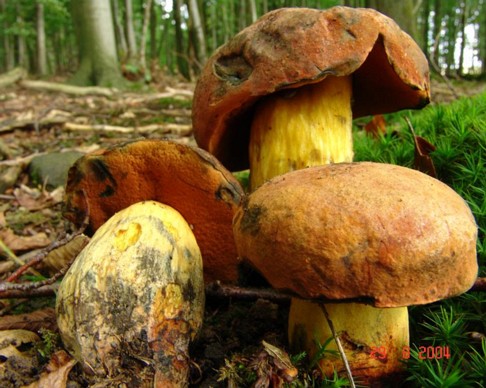 Boletus_queletii004