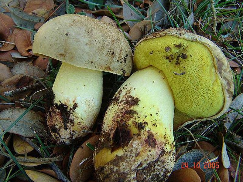 Leccinum_lepidum Leccinum lepidum - Mittelmeer Rauhstielröhrling ( Bouchet 1965 ) Quadraccia 1990 Key Words : Basidiomycetes - Boletales - Boletaceae - Leccinum = Rauhstielröhrling Mykorrhizapilz - Symbiosepartner: Steineiche Gefährdung: fehlt in Deutschland. Im Mittelmeerraum nicht selten. Bemerkung: dieser Rauhstielröhrling ist mediterranen Raum an Steineiche gebunden. Man muss schongenau hinschauen um die feinen, gelblichen Schüppchen am Stiel zu entdecken. Sehr schöne und recht groß werdende Art. Fundort: bei Villafranca - Spanien