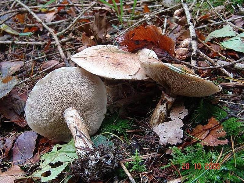 Suillus_viscidus Suillus viscidus - Grauer Lärchenröhrling ( L. 1753 ) Roussel 1796 Klassifikation: Fungi, Dikarya, Basidiomycota, Agaricomycotina, Agaricomycetes, Agaricomycetidae, Boletales, Suillaceae, Suillus Mykorrhizapilz - Symbiosepartner: ausschließlich bei Lärche. Gefährdung: in Deutschland verbreitet und nicht gefährdet. Bemerkungen: triste , meist graue Farben auf Hut und Röhren und das weißliche Velum am Hutrand jüngerer Exemplare machen den Pilz leicht kenntlich. Fundort: Bottenbach - Pfalz