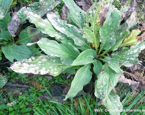 Erysiphe howeana Erysiphe howeana U. Braun 1982 Wirt: Oenothera biennis - Gewöhnliche Nachtkerze Bemerkungen: obwohl dieser Mehltaupilz zwar häufig an der Nachtkerze gefunden...