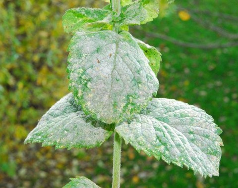 Golovinomyces_ biocellatus Golovinomyces biocellatus ( Ehrenberg 1821 ) V.P. Gelyta 1988 Wirt: Mentha spicata - Krausse Minze Bemerkungen: dieser Mehltau ist ein Ärgernis vieler...