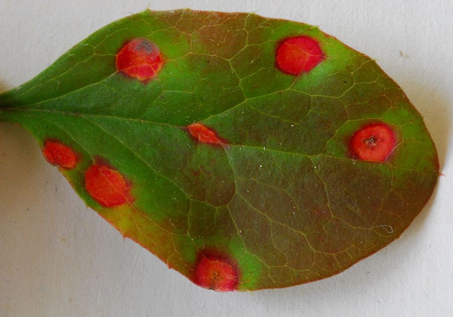 Aecidium_teodorescui001 auf der Blattoberseite fällt der Befall durch fast kreisrunde, rote Flecken auf.
