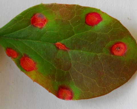 Aecidium_teodorescui001 auf der Blattoberseite fällt der Befall durch fast kreisrunde, rote Flecken auf.