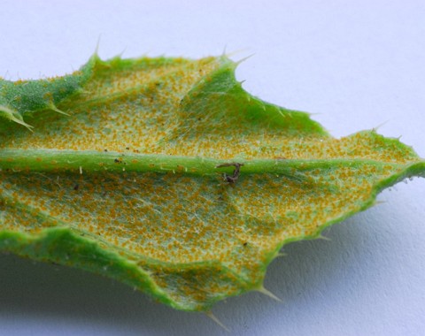 Puccinia_punctiformis003 dargestellt werden hier die honiggelben Pusteln des 0-Pyknienstadiums. In dieser frühen Entwicklungsphase verströmt der Rostpilz einen sehr angenehmen, an...