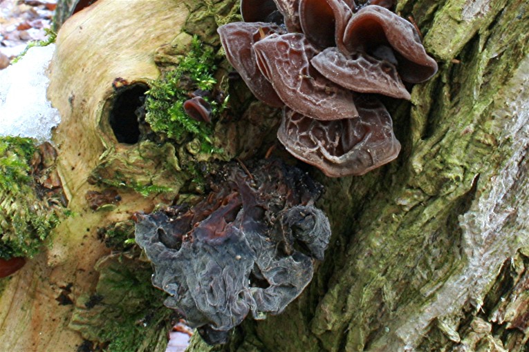 Auricularia a judae_22_DDbw.JPG