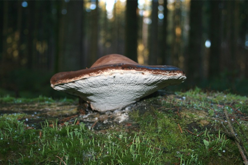 Piptoporus betulinus_25_Dbw.JPG