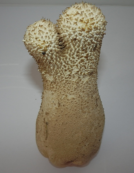 Lycoperdon Perlatum_1.0.jpg