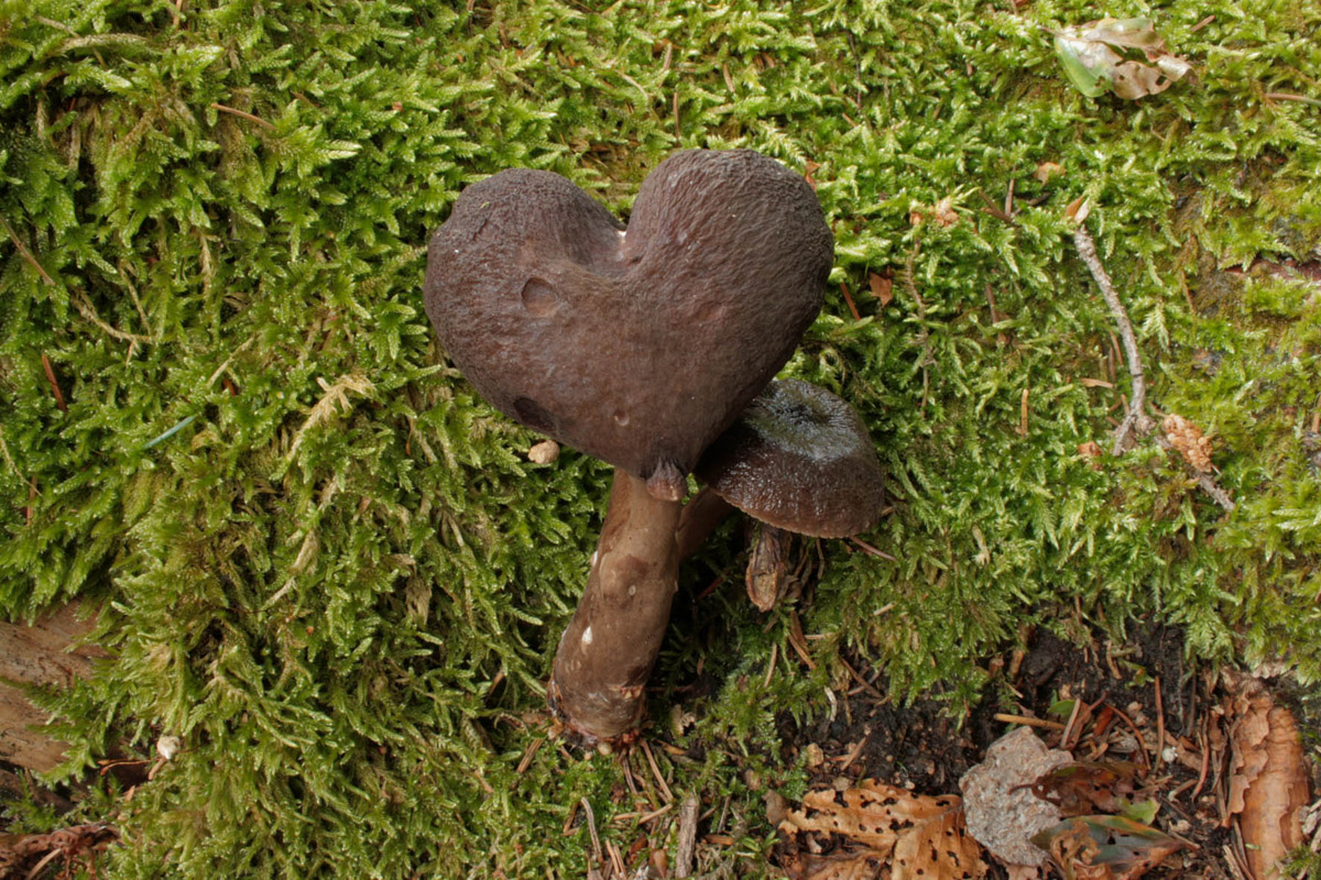 Lactarius_lignyotus_01_bw.jpg