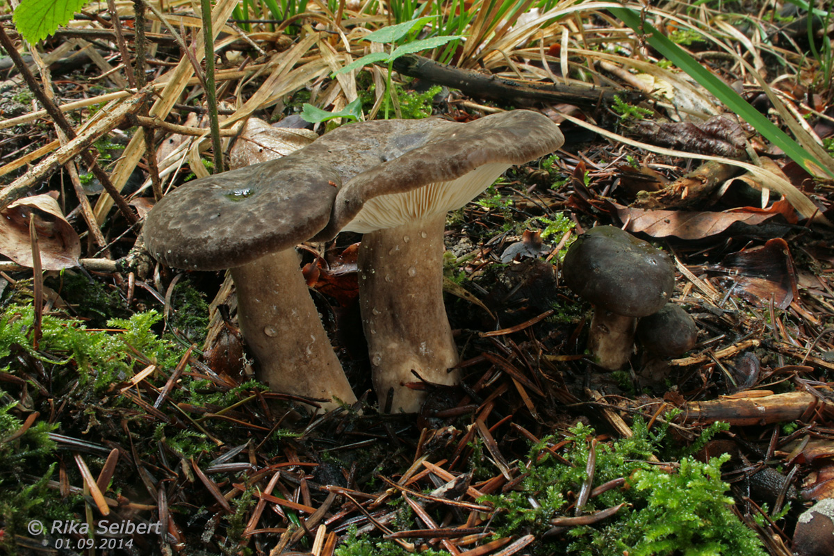 Lactarius_picinus_05_bwwT.jpg