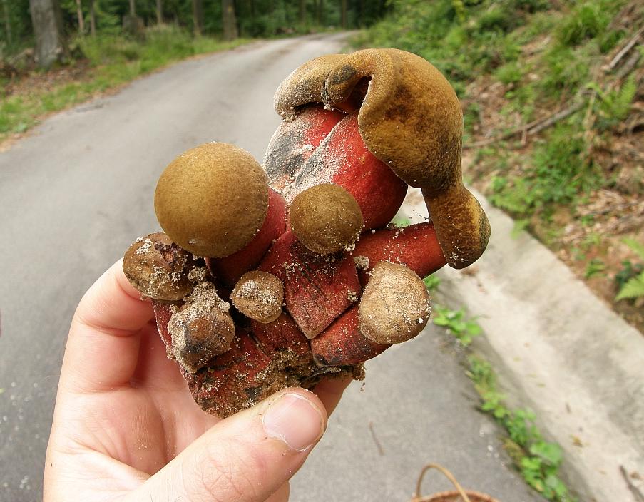 Boletus erythropus.JPG