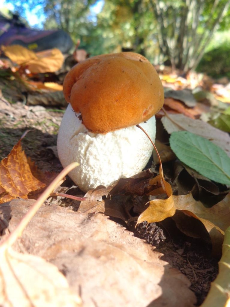 Leccinum aurantiacum.jpg