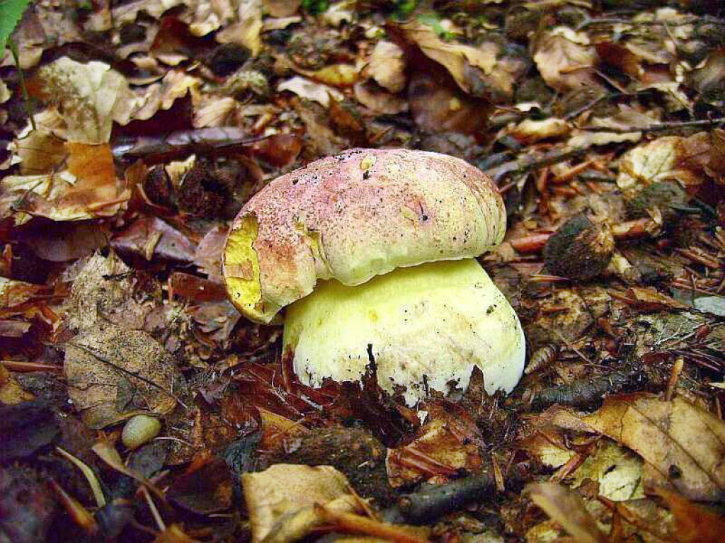 Boletus regius.jpg