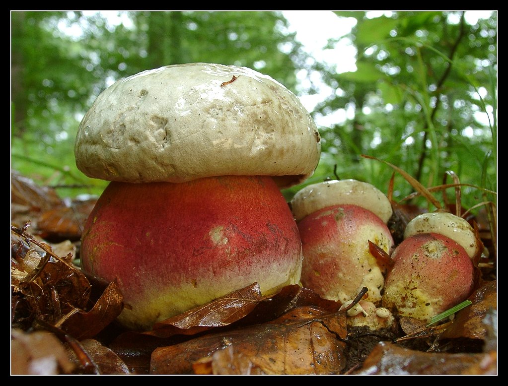 Boletus satanas.jpg