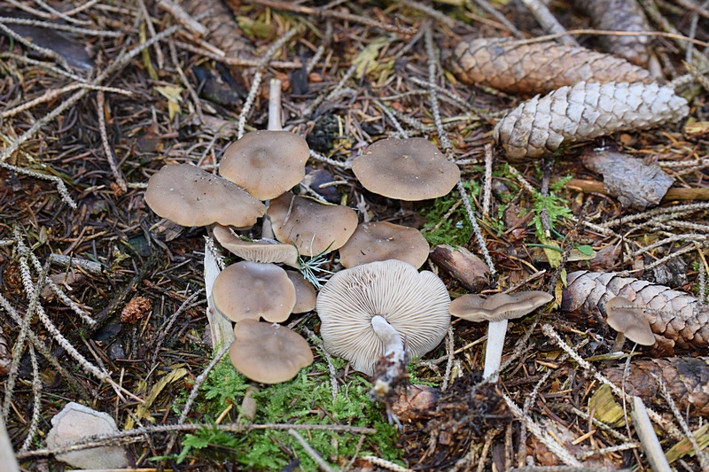 Collybia sp_1.0a.JPG