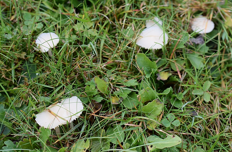 Hygrocybe sp_2.0a.JPG