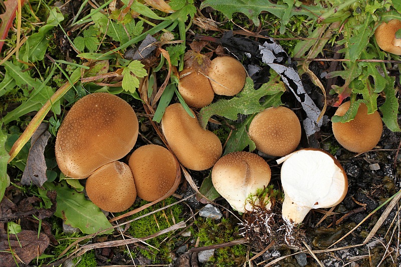 2015-10-17 #30712-f Lycoperdon spec.jpg