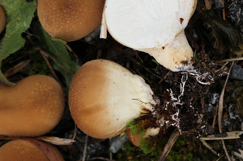 2015-10-17 #30716-f Lycoperdon spec.jpg