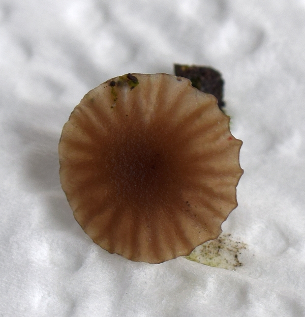 Lichenomphalia sp_02c.JPG