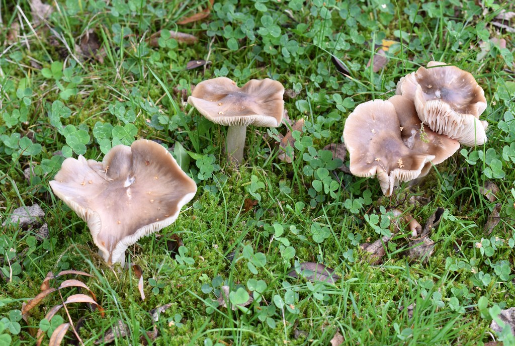 Entoloma sp.