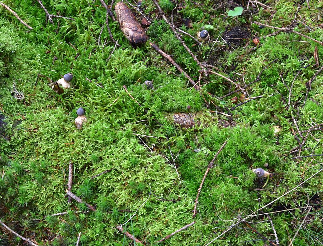 Geastrum sp.           1.0.JPG