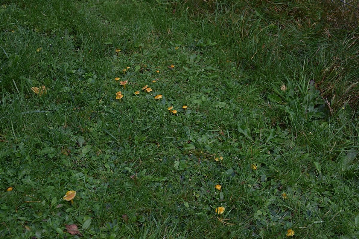 Hygrocybe sp. 1.1.JPG