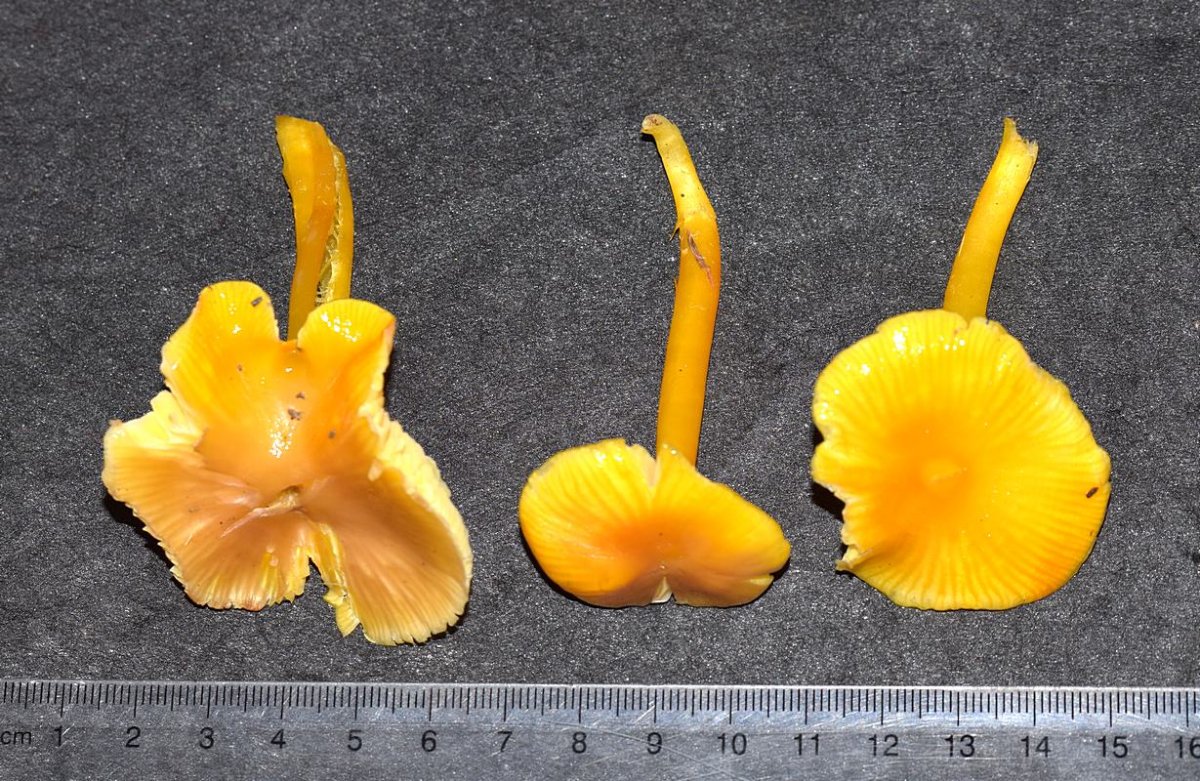 Hygrocybe sp. 1.3.JPG