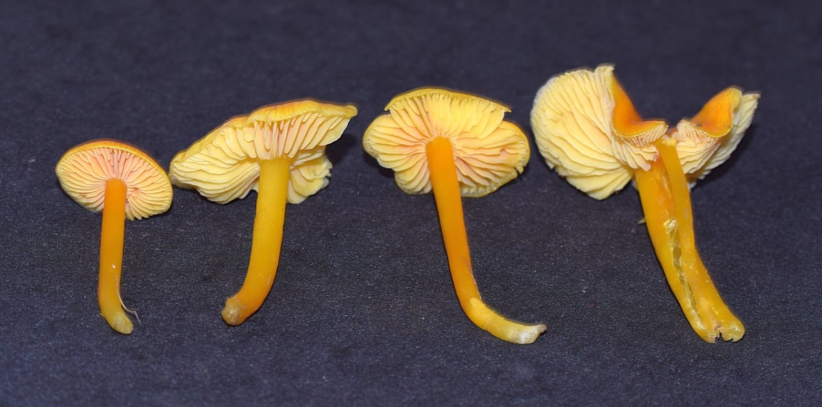 Hygrocybe sp. 1.5.JPG