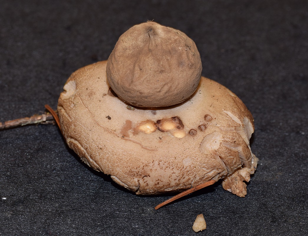 Geastrum sp._1.0.jpg