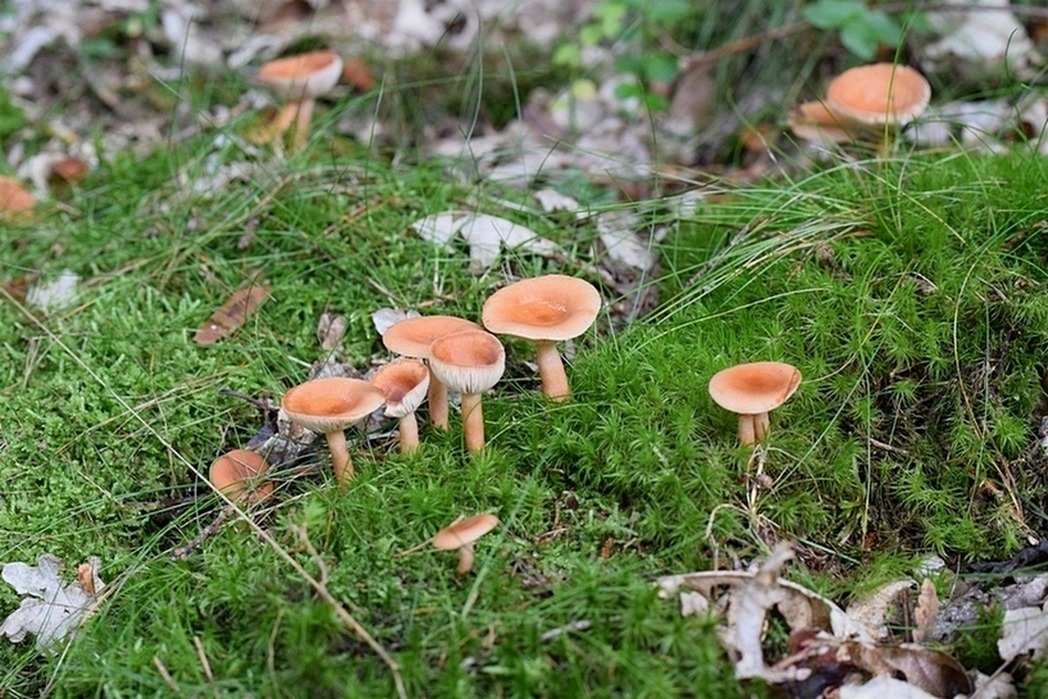 Lactarius sp. 1.0.jpg