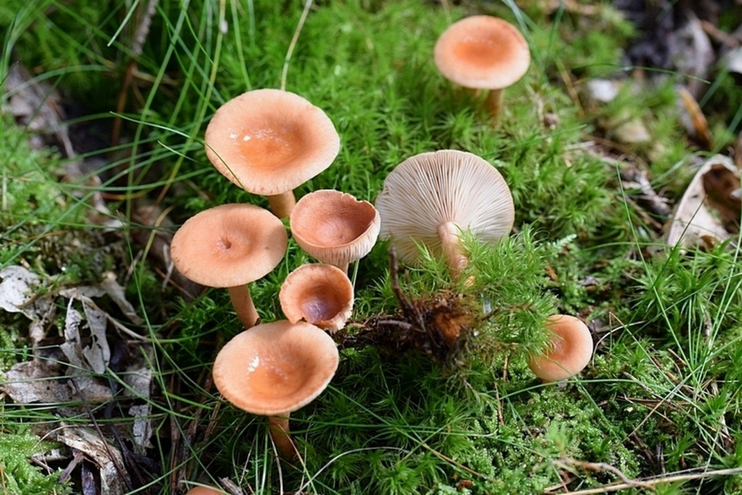 Lactarius sp.   1.1.jpg