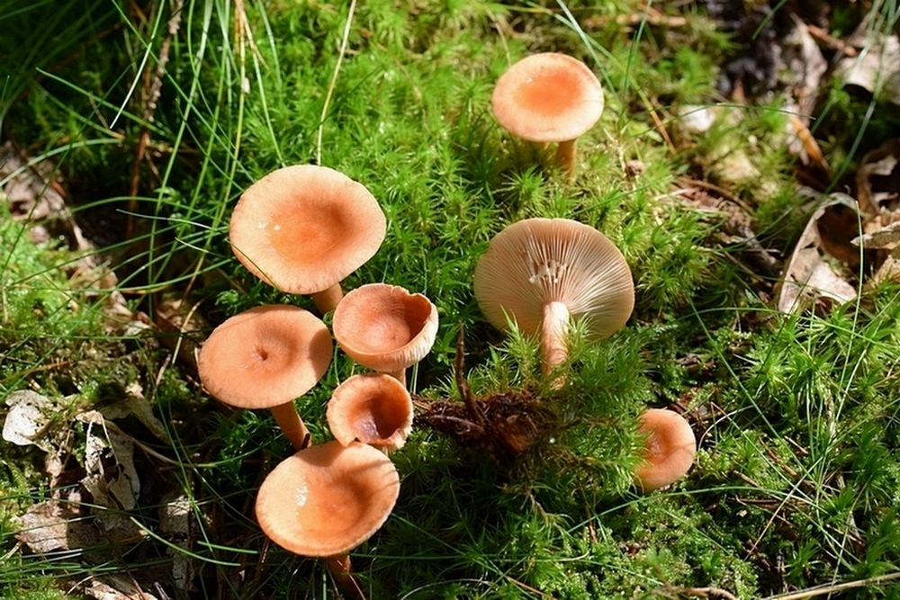 Lactarius sp.   1.2.jpg