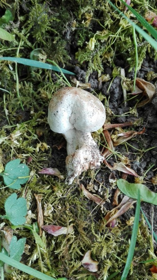 Maipilz (Calocybe gambosa)