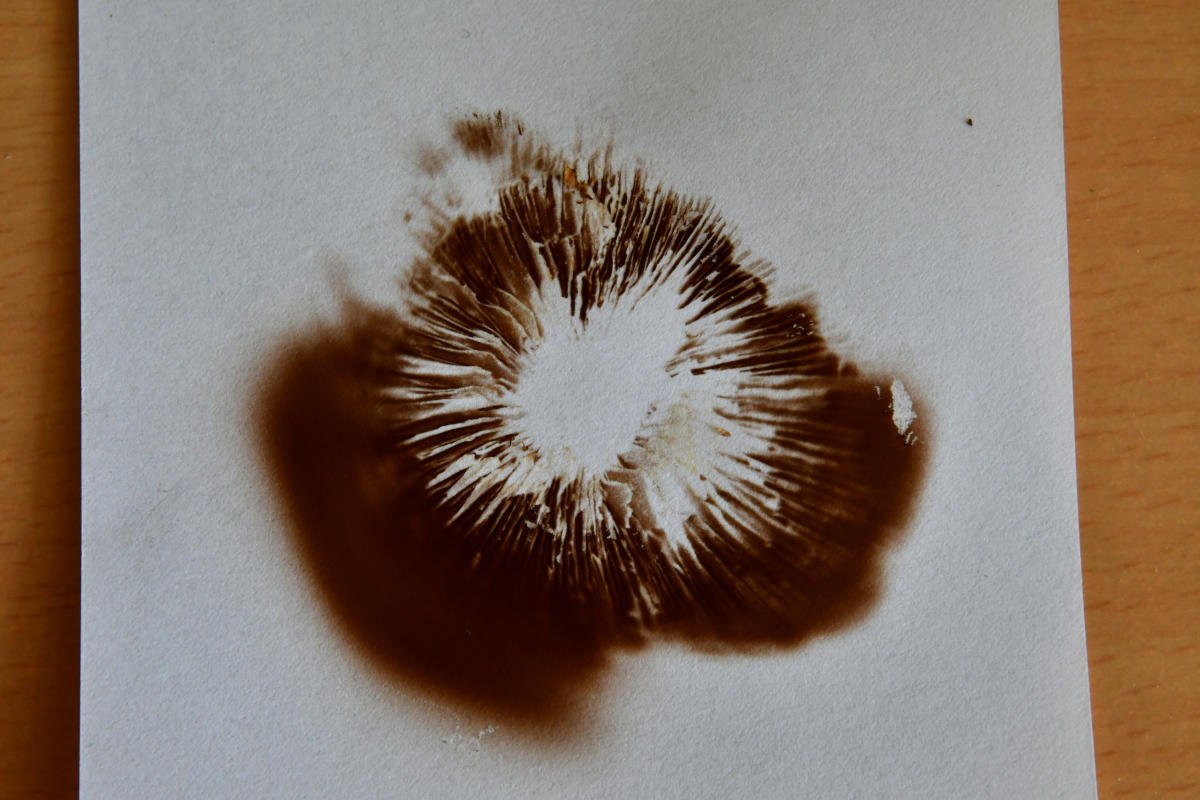 Sporenabwurf - Spp dunkel tabakbraun