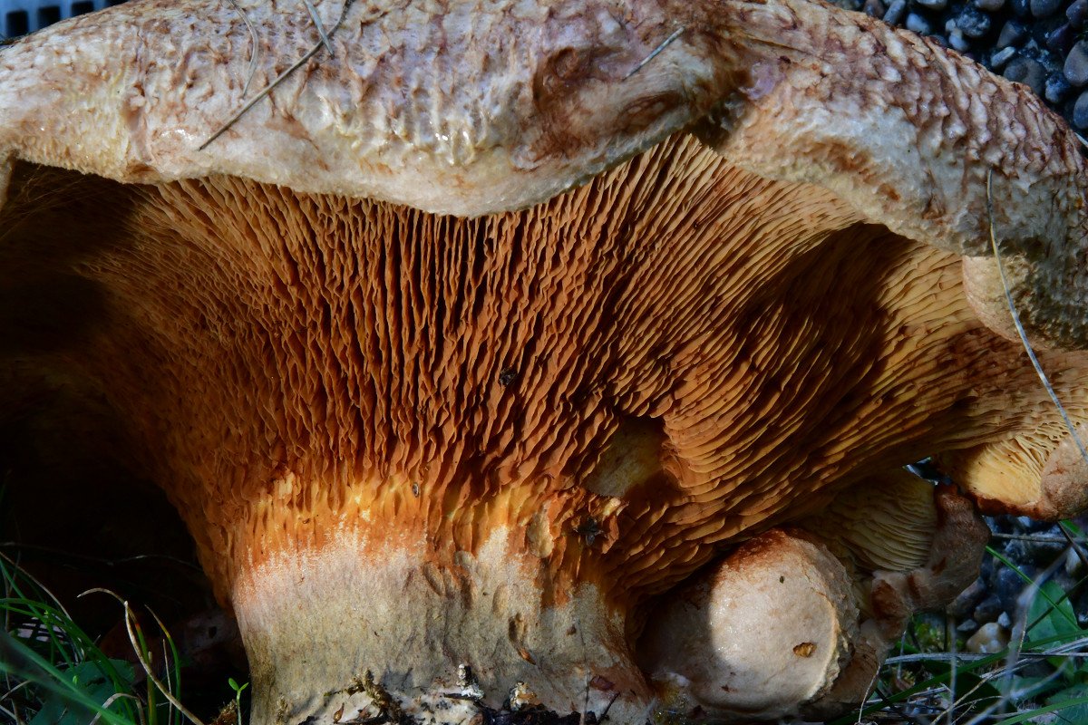 Paxillus_validus002.jpg