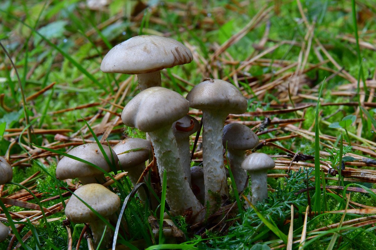 Pholiota gummosa001.jpg