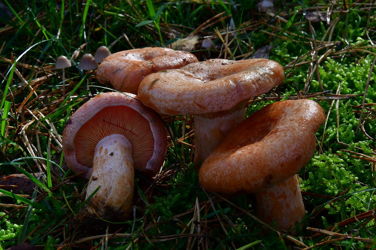 Lactarius_deliciosus.jpg