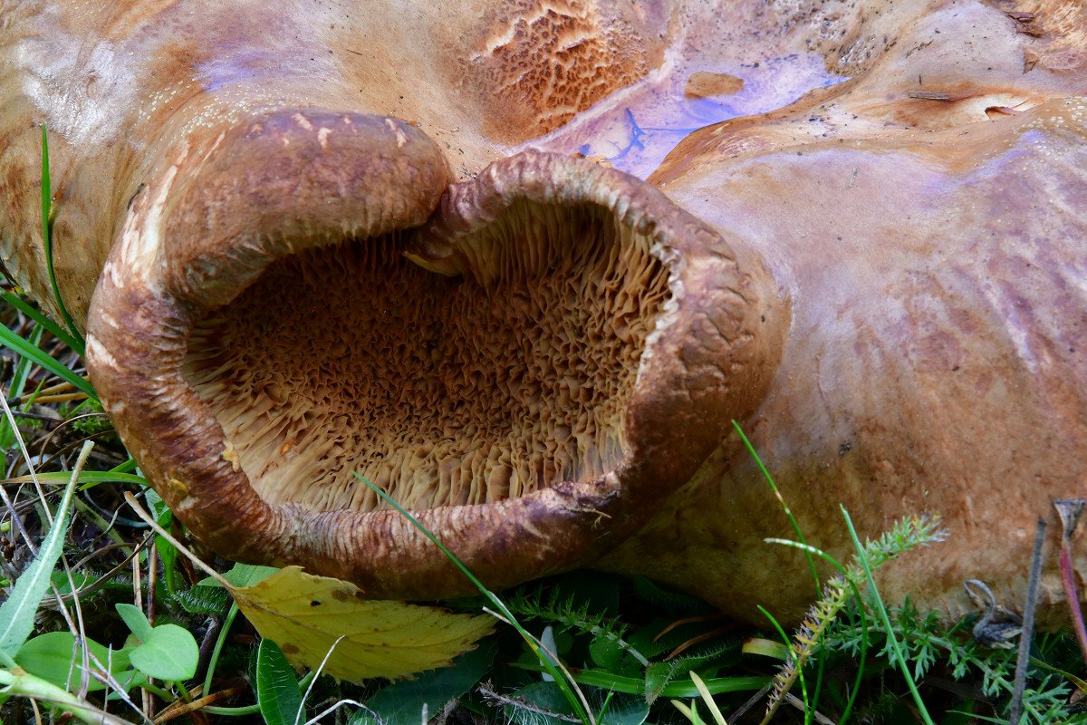 Paxillus_validus003.jpg