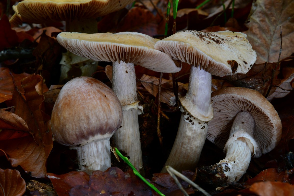 Cortinarius caperatus.jpg