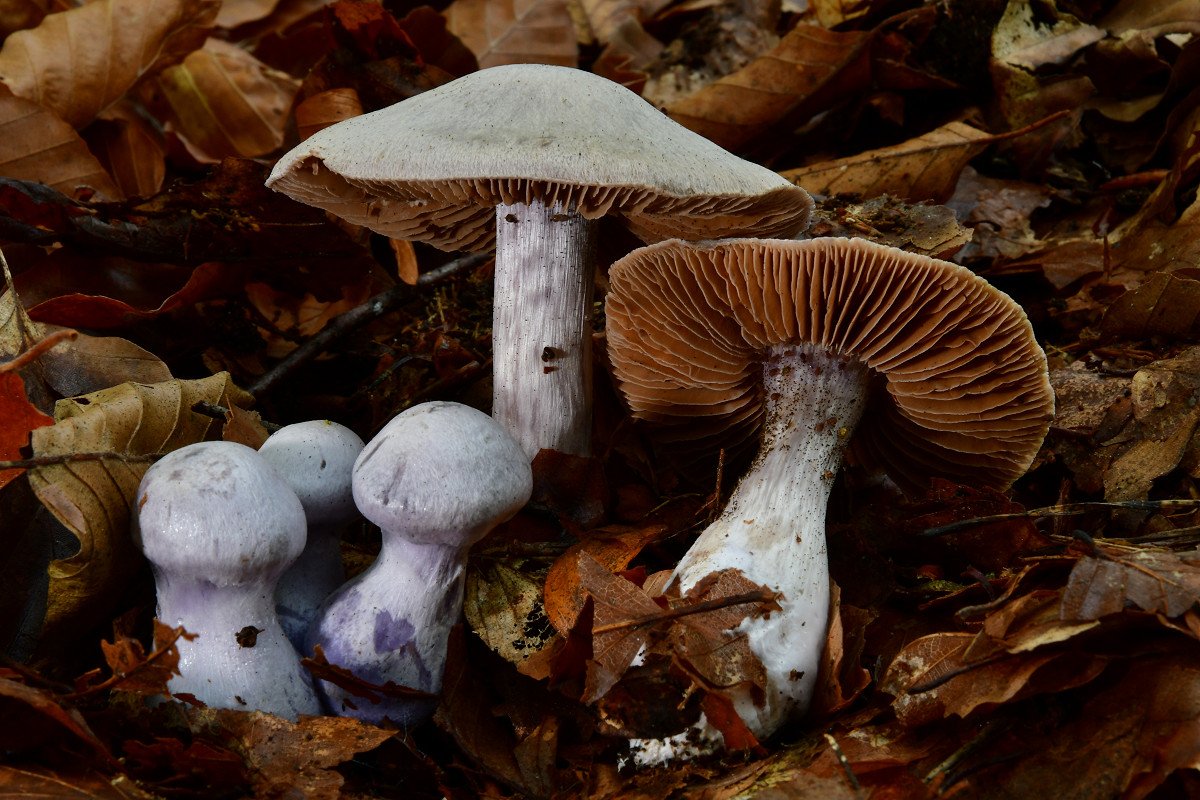 Cortinarius alboviolaceus002.jpg