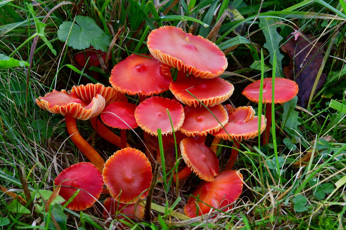 Hygrocybe coccinea002.jpg