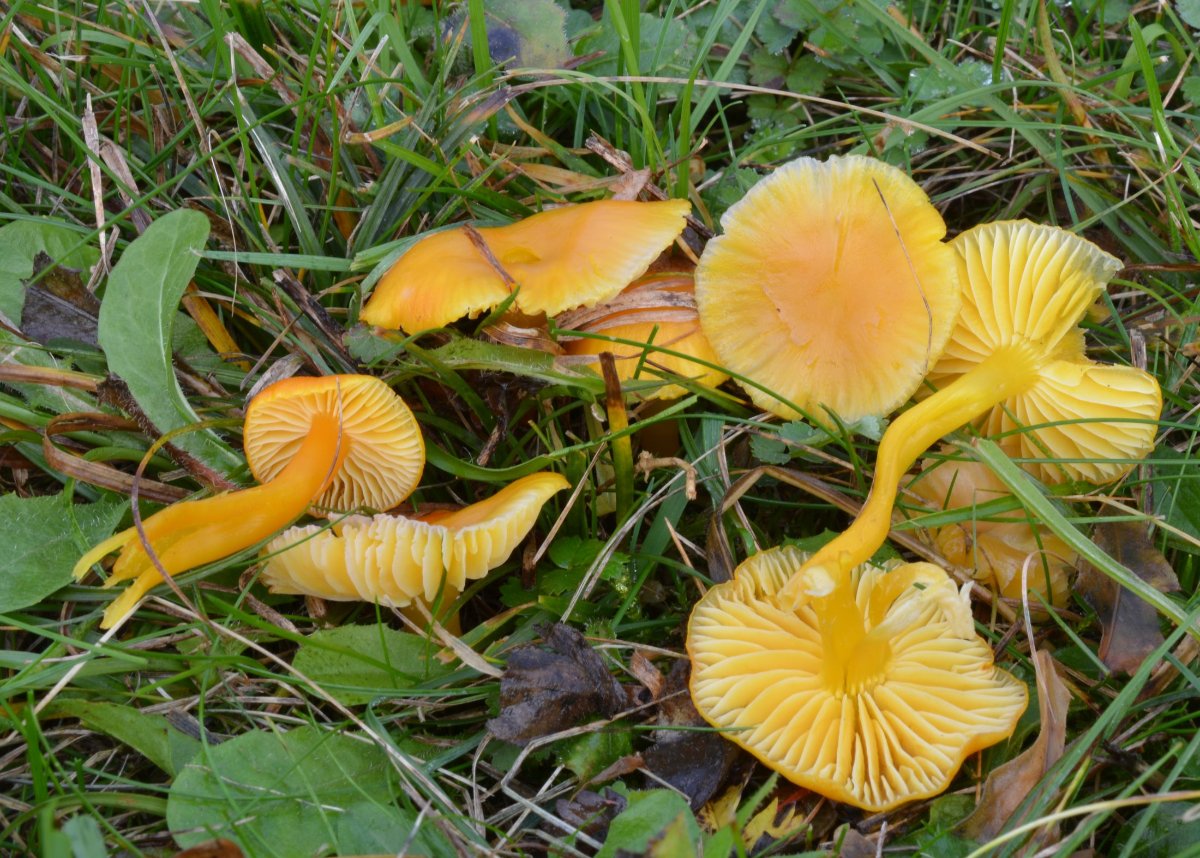 Hygrocybe_ceracea1.jpg