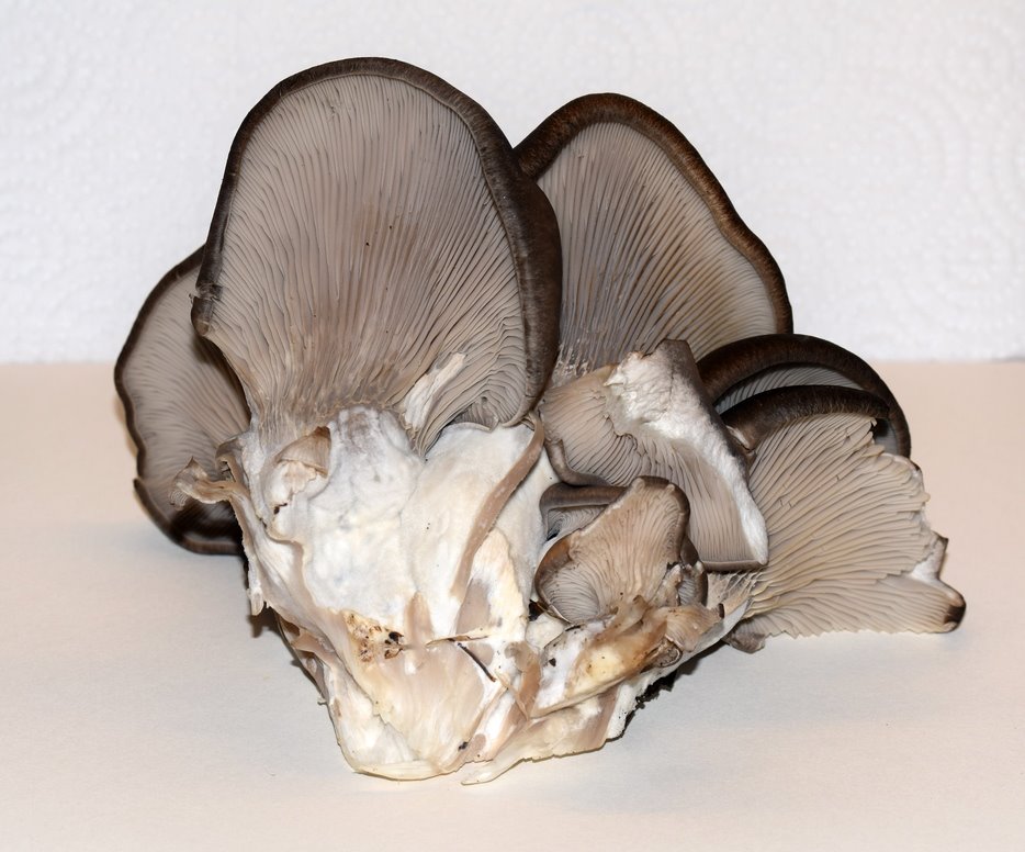 Pleurotus ostreatus 14.01.20_1.2.JPG