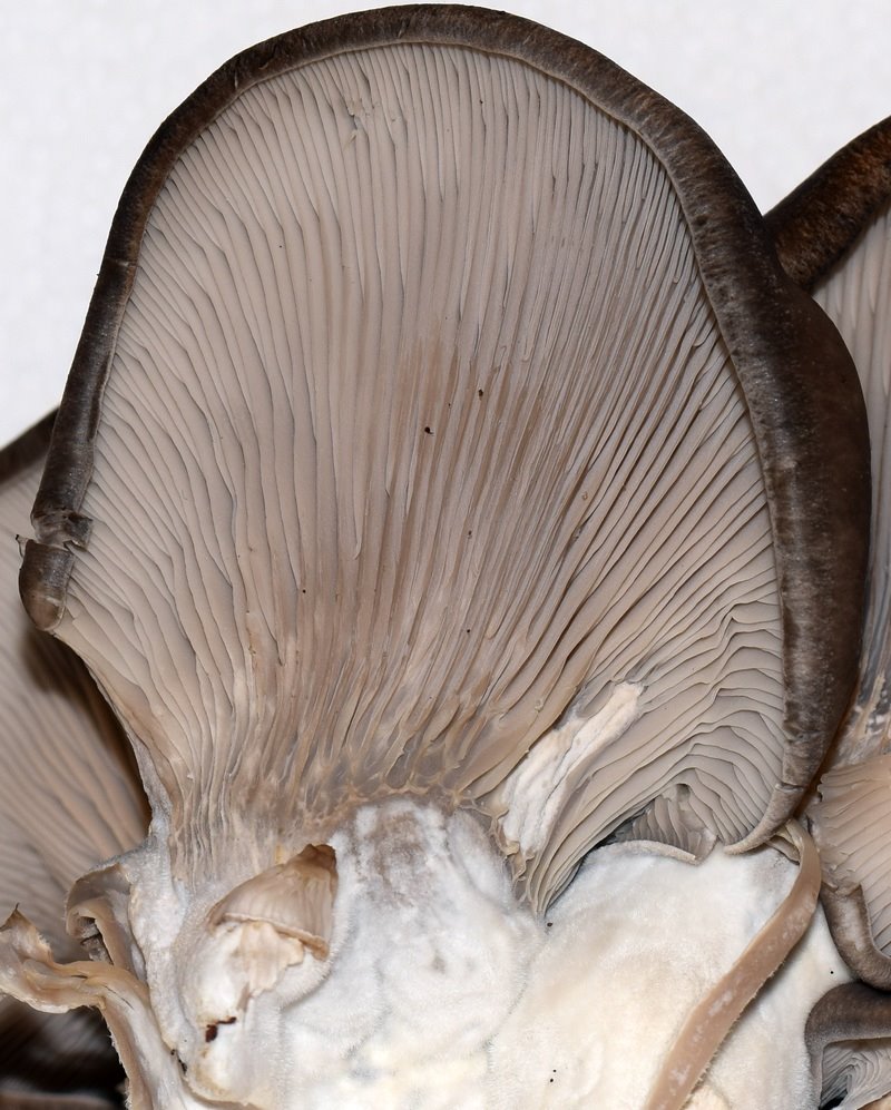 Pleurotus ostreatus 14.01.20_1.3.JPG